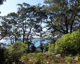 Booderee National Park: Bristol Point Camping Area - Hotel WA 1
