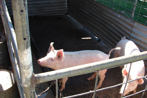 Lee Farmstay - Hotel WA 6