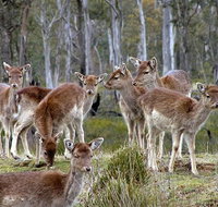 Lake Leake Chalet - Hotel WA