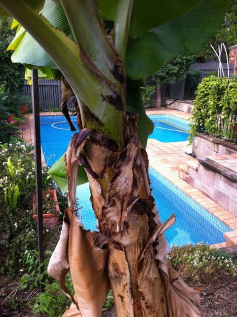 Bardon B&B - Hotel WA 5