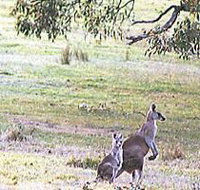 Kangaroo Ridge Retreat - Hotel WA