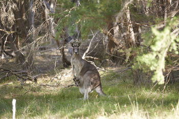 Yering Gorge Cottages By The Eastern Golf Club - Hotel WA 6