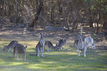 Yering Gorge Cottages By The Eastern Golf Club - Hotel WA 12