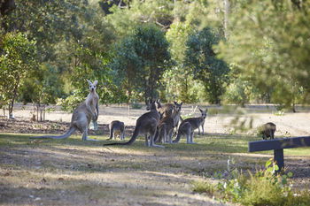 Yering Gorge Cottages By The Eastern Golf Club - Hotel WA 13