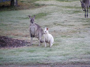 Yering Gorge Cottages By The Eastern Golf Club - Hotel WA 1