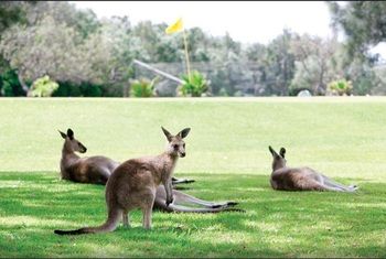 Darlington Beach Resort & Holiday Park - Hotel WA 67