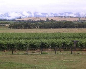 Yering Farm Wines - Hotel WA 16
