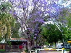 BIG4 Forbes Holiday Park - Hotel WA 3