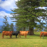 Shearwater Scenic Villas - Hotel WA 6