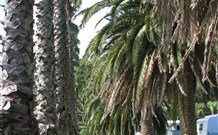 Barlings Beach Holiday Park - Hotel WA 2