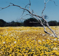 Wooleen Station - Hotel WA