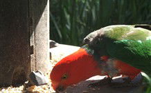 Jervis Bay Cabins And Hidden Creek Real Camping - Hotel WA 3