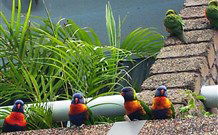 Aquajet Motel - Coffs Harbour - Hotel WA 4