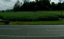 Poinciana Motel - Murwillumbah - Hotel WA 1