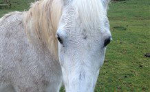 Eaglewood B And B And Farmstay - Hotel WA 0