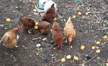 Eaglewood B And B And Farmstay - Hotel WA 2