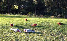 Eaglewood B And B And Farmstay - Hotel WA 3