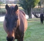 Reynella Kosciusko Rides Accommodation - Hotel WA