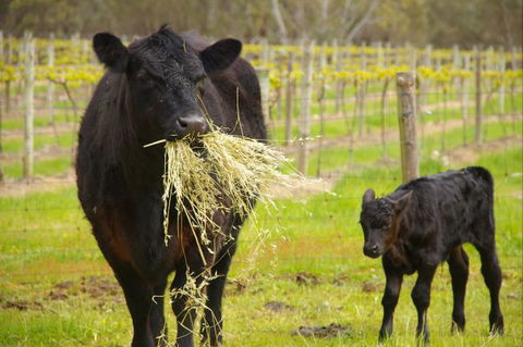 Naimanya Cottage - Hotel WA 5