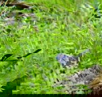 Morialta Bed And Breakfast - Hotel WA