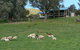 Gaddleen Grove Cottages - thumb 0