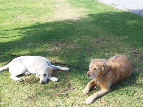 McLaren Vale Lakeside Caravan Park - Hotel WA 2