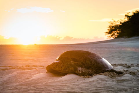 Heron Island Resort - Hotel WA 2