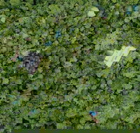 Sanctuary Retreat - Hotel WA