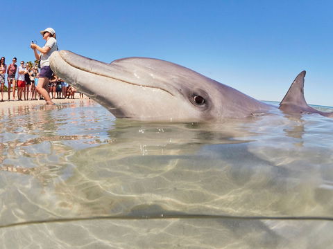 RAC Monkey Mia Dolphin Resort - Hotel WA 2