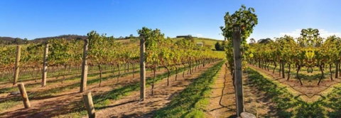 De Vine Escape - Hotel WA 4