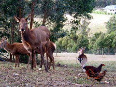 Carolins Organic Farm - Hotel WA 4
