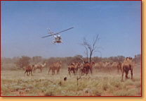 Kings Creek Station - Hotel WA 2