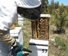 The House of Honey - Hotel WA