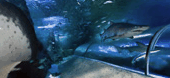 The Aquarium Of Western Australia - Hotel WA 3