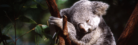 Koala and River Cruise by Mirimar Cruises - Hotel WA