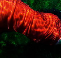 Dark Horse Experiment - Hotel WA