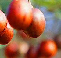 Tropical Fruit World - Hotel WA