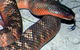 Armadale Reptile & Wildlife Centre - thumb 0