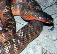 Armadale Reptile  Wildlife Centre - Hotel WA