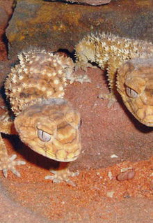 Armadale Reptile & Wildlife Centre - Hotel WA 1