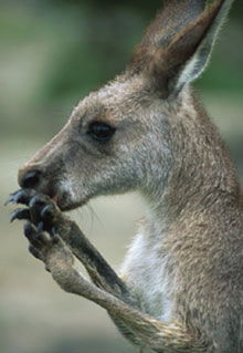 Armadale Reptile & Wildlife Centre - Hotel WA 2