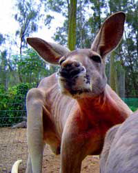 Birdland Animal Park - Hotel WA 3