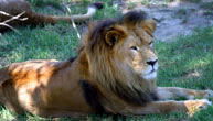Mogo Zoo - Hotel WA 1