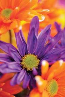 Warringal Shopping Centre - Hotel WA 3