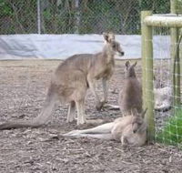 Jirrahlinga Koala  Wildlife Sanctuary - Hotel WA