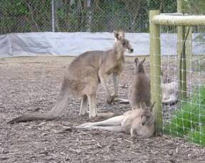 Jirrahlinga Koala & Wildlife Sanctuary - Hotel WA 0