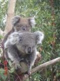 Jirrahlinga Koala & Wildlife Sanctuary - Hotel WA 1