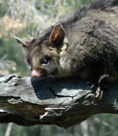 Moonlit Sanctuary Wildlife Conservation Park - Hotel WA 0