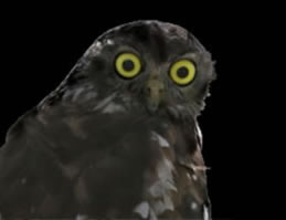 Moonlit Sanctuary Wildlife Conservation Park - Hotel WA 1