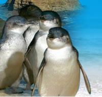 Phillip Island Penguin Parade - Hotel WA